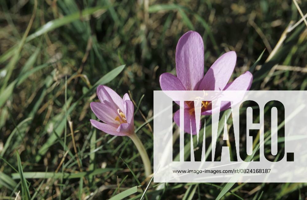 Herbst-Zeitlose (Colchicum autumnale) Autumn crocus (Colchicum autumnale)
