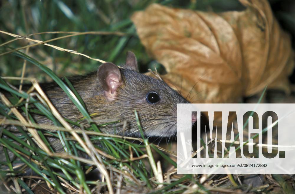 Wanderratte (Rattus norvegicus) Norway rat (Rattus norvegicus)