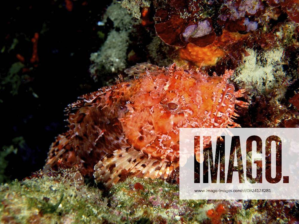 Großer Roter Drachenkopf (Scorpaena scrofa) Red scorpionfish (Scorpaena scrofa)