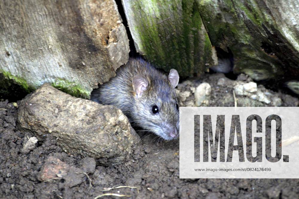 Wanderratte (Rattus norvegicus) Norway rat (Rattus norvegicus)