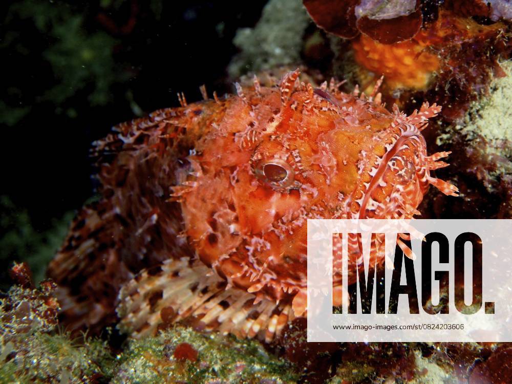 Großer Roter Drachenkopf (Scorpaena scrofa) Red scorpionfish (Scorpaena scrofa)