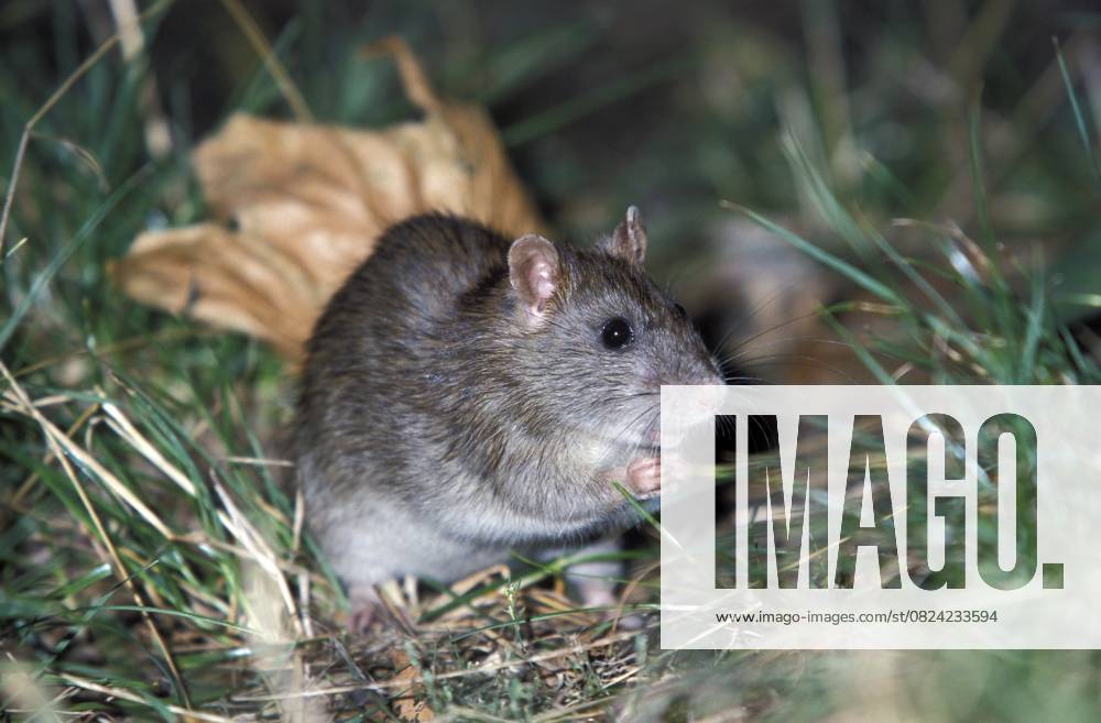 Wanderratte (Rattus norvegicus) Norway rat (Rattus norvegicus)