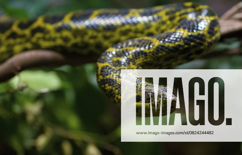 Gelbe Anakonda (Eunectes notaeus) Yellow anaconda (Eunectes notaeus)