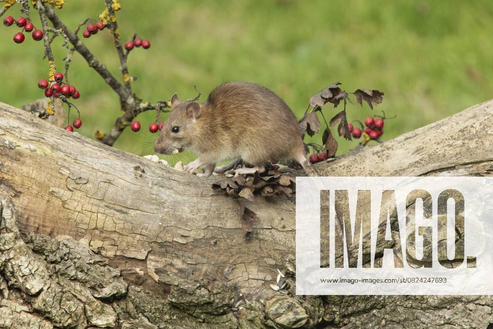 Wanderratte (Rattus norvegicus) Norway rat (Rattus norvegicus)
