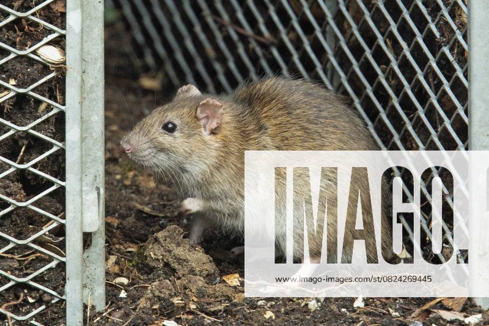 Wanderratte (Rattus norvegicus) Norway rat (Rattus norvegicus)