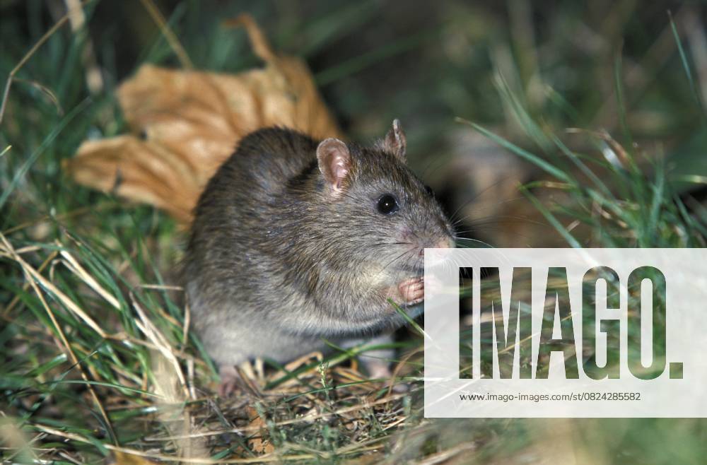 Wanderratte (Rattus norvegicus) Norway rat (Rattus norvegicus)