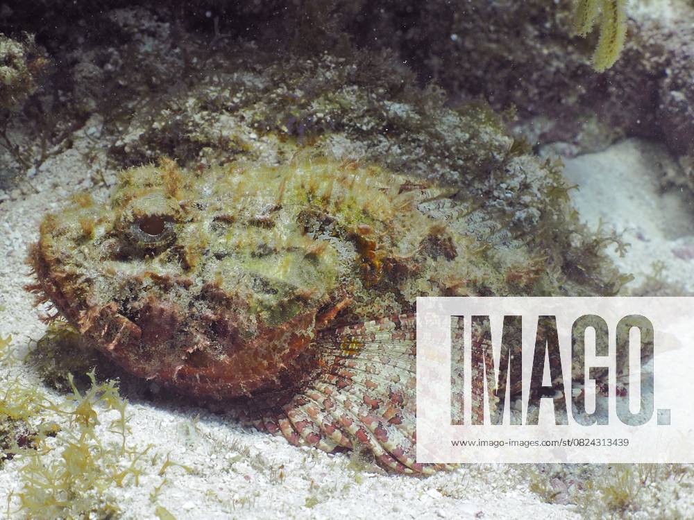 Großer Roter Drachenkopf (Scorpaena scrofa) Red scorpionfish (Scorpaena scrofa)