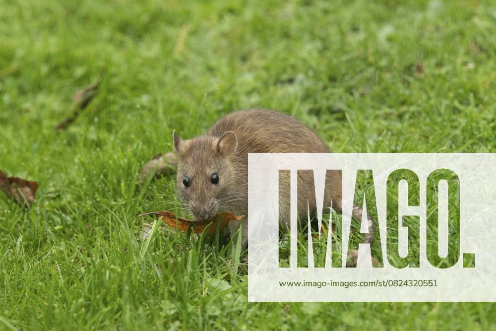 Wanderratte (Rattus norvegicus) Norway rat (Rattus norvegicus)