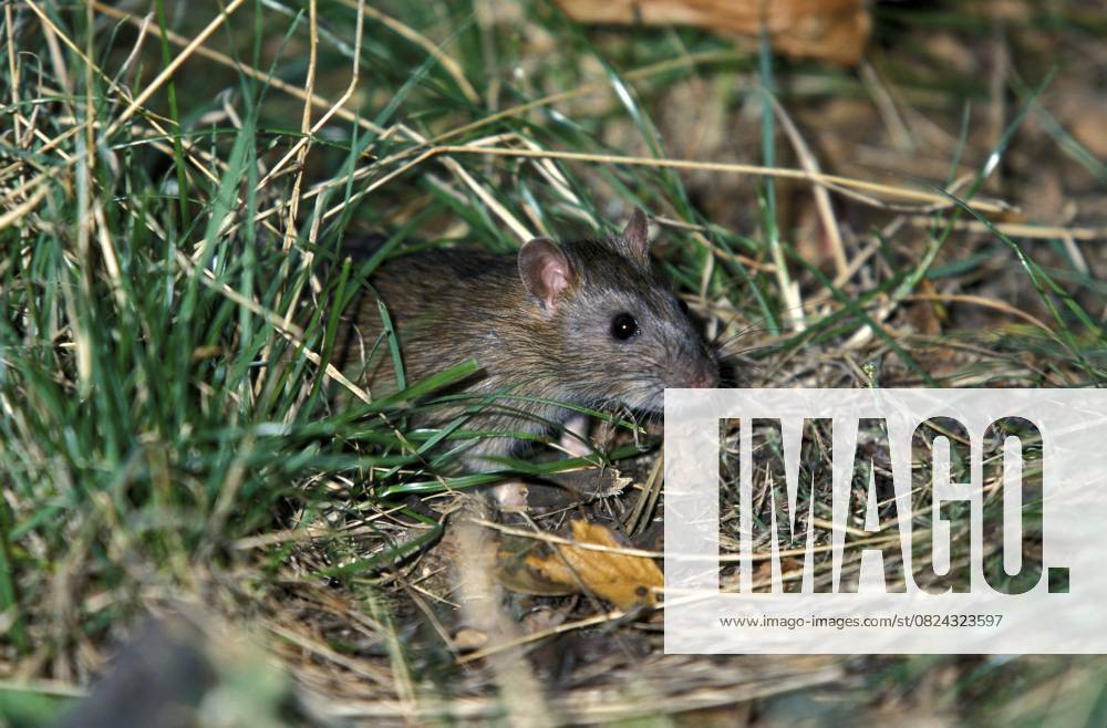 Wanderratte (Rattus norvegicus) Norway rat (Rattus norvegicus)