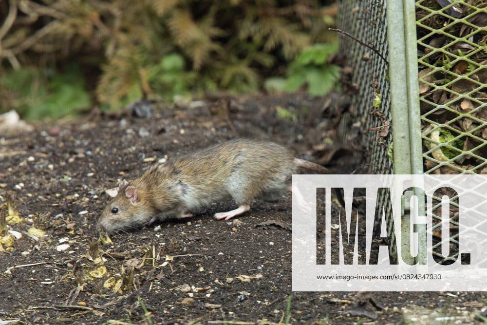 Wanderratte (Rattus norvegicus) Norway rat (Rattus norvegicus)
