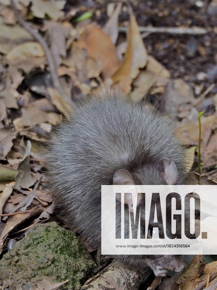 Wanderratte (Rattus norvegicus) Norway rat (Rattus norvegicus)
