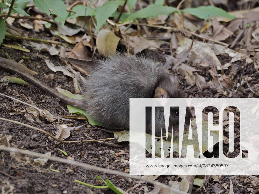 Wanderratte (Rattus norvegicus) Norway rat (Rattus norvegicus)