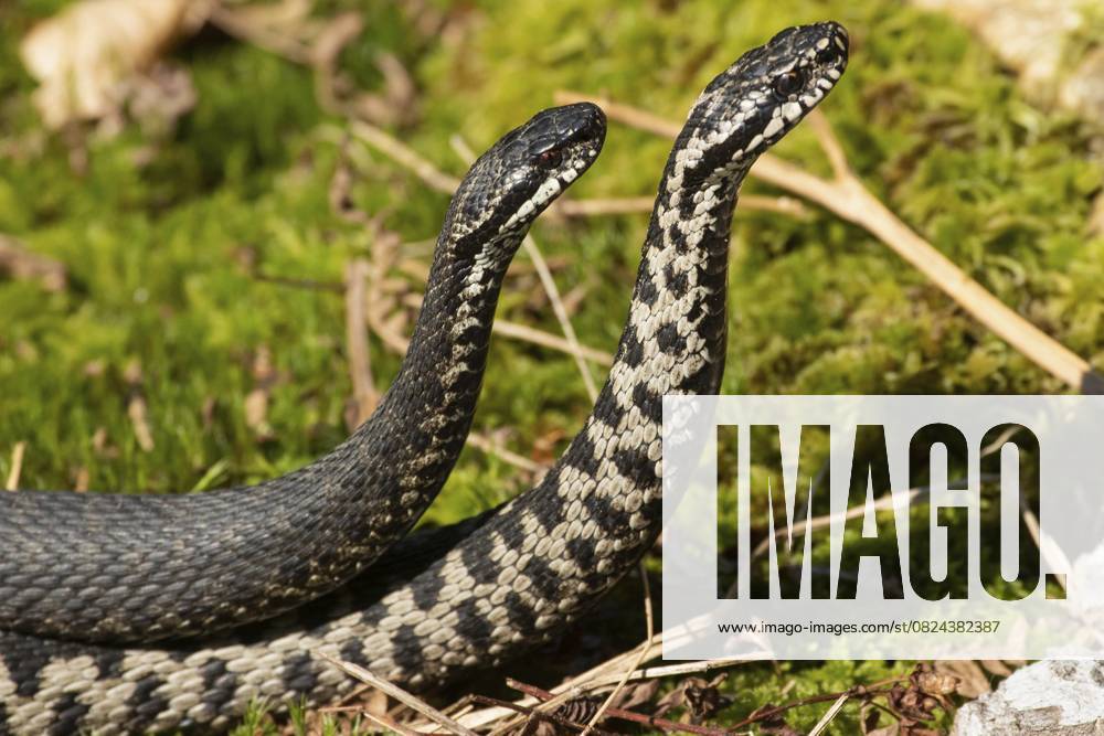 Kreuzotter (Vipera berus) Adder (Vipera berus)