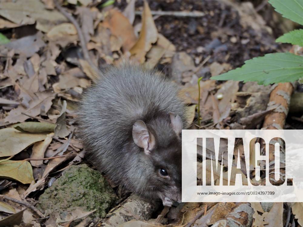 Wanderratte (Rattus norvegicus) Norway rat (Rattus norvegicus)