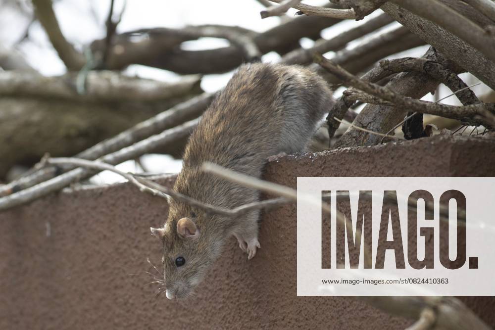 Wanderratte (Rattus norvegicus) Norway rat (Rattus norvegicus)