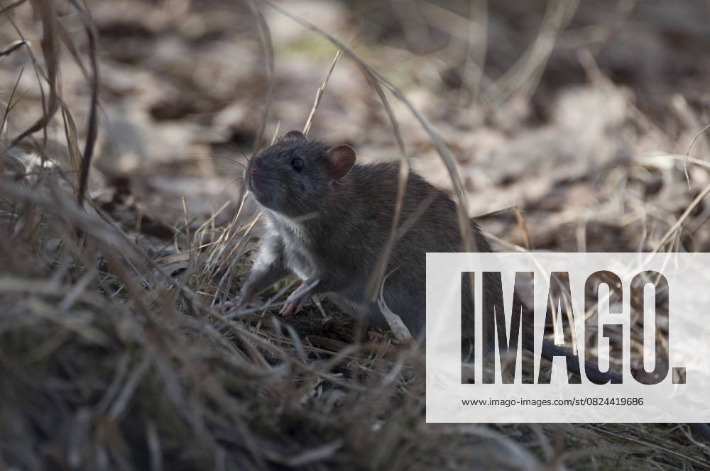 Wanderratte (Rattus norvegicus) Norway rat (Rattus norvegicus)