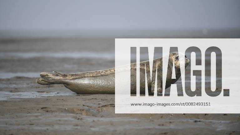 (180325) -- PANJIN, March 25, 2018 -- A spotted seal rests on the coastal mudflat of Sandaogou in Panjin, northeast China s Liaoning Province, March 25, 2018. Over 300 spotted seals rest here and will head back to the Pacific regions in late May. )(mcg) CHINA-LIAONING-PANJIN-SPOTTED SEALS (CN) PanxYulong