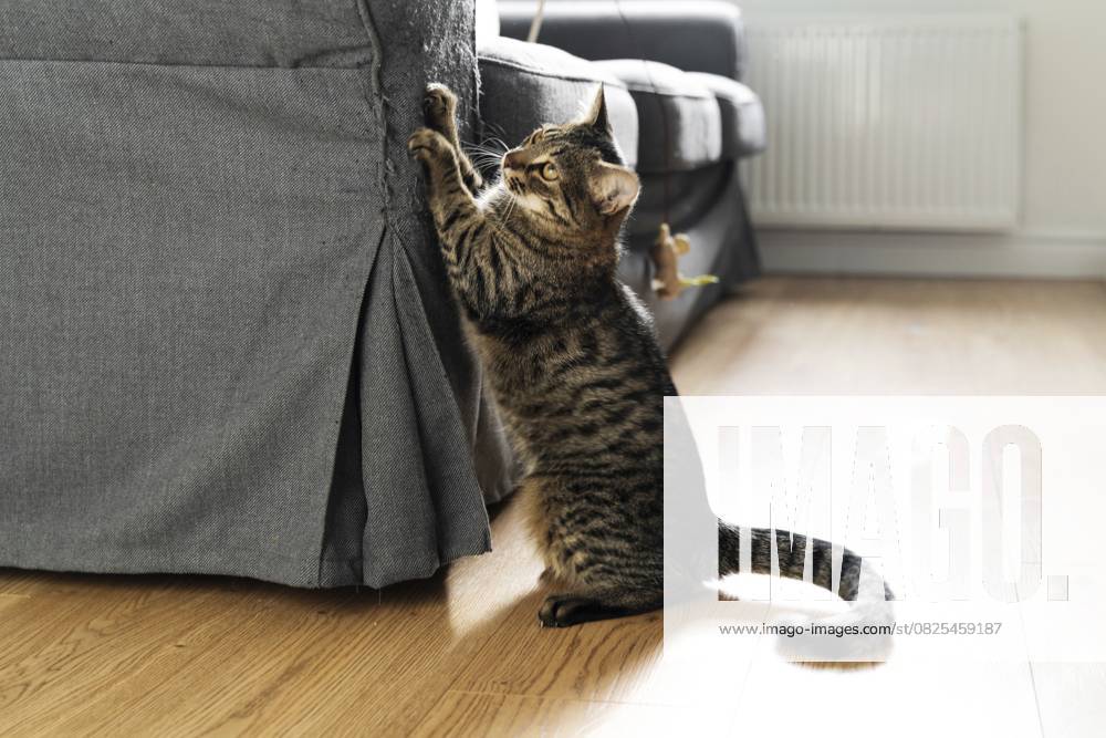 Getigerte Katze zerkratzt Sofa mit ihren Krallen. Zerstörung von Innenräumen durch Haustiere. Kätzchen spielen. Lifestyle home täglichen Leben mit Haustieren im Wohnzimmer Tabby cat scratches sofa with his claws. Interior destruction by pets. Kitten play. Lifestyle home daily life with pets in living room .