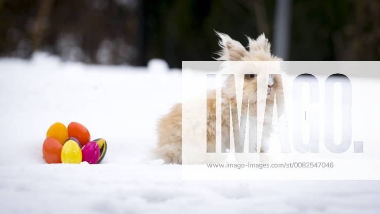 Pekingteddy-Kaninchen Teddy (4) am 29. Maerz 2018 im Schnee. Ostern im Schnee, 29.03.18 Scharbeutz Schleswig-Holstein Germany