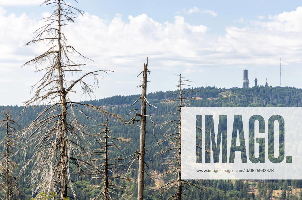 Waldsterben im Taunus Abgestorbene Fichten stehen am Altkönig im Taunus im Wald, im Hintergrund ist der Große Feldberg zu sehen., Kronberg Hessen Deutschland