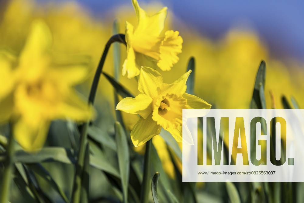 Gelbe Narzissen (Narcissus) in einem Narzissenfeld im Sonnenschein vor einem klaren blauen Himmel, De Cocksdorp, Eierland, Texel, westfriesische Inseln, Nordholland, Niederlande, Europa Gelbe Narzissen (Narcissus) in einem Narzissenfeld im Sonnenschein vor einem klaren blauen Himmel, De Cocksdorp, Eierland, Texel, westfriesische Inseln, Nordholland, Niederlande