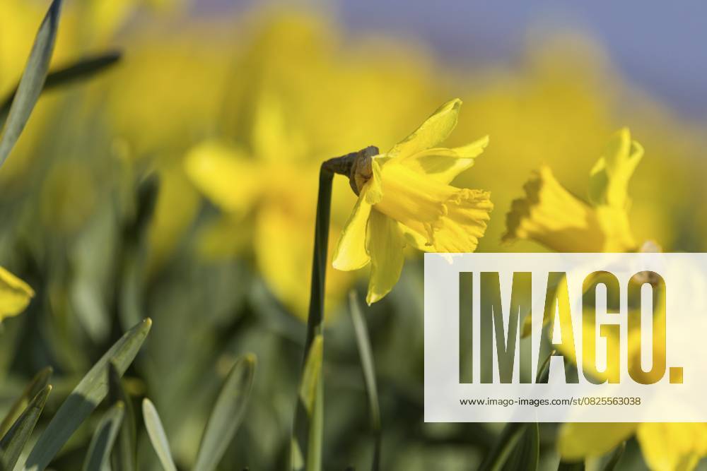 Gelbe Narzissen (Narcissus) in einem Narzissenfeld blühen in der Frühlingssonne mit unscharfem Hintergrund, De Cocksdorp, Eierland, Texel, westfriesische Inseln, Nordholland, Niederlande, Europa Gelbe Narzissen (Narcissus) in einem Narzissenfeld blühen in der Frühlingssonne mit unscharfem Hintergrund, De Cocksdorp, Eierland, Texel, westfriesische Inseln, Nordholland, Niederlande