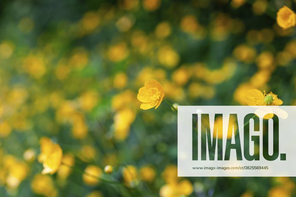 Blumenwiese, scharfer Hahnenfuß, Hahnenfuß (Ranunculus acris), Leoben, Steiermark, Österreich, Europa Flower meadow, Ranunculus acris, Leoben, Styria, Austria, Europe