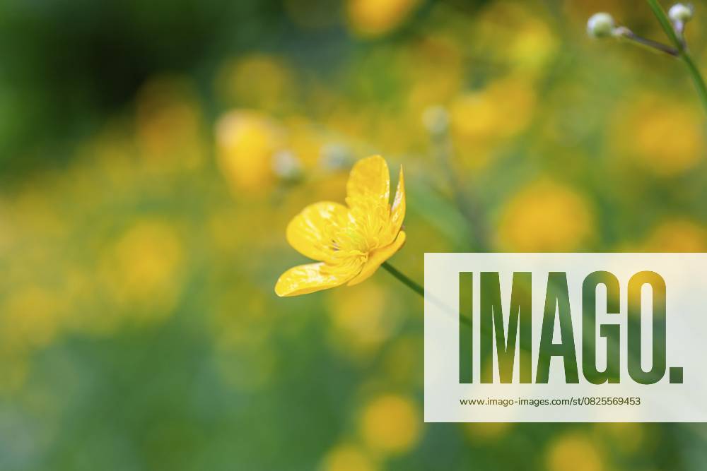 Blumenwiese, scharfer Hahnenfuß, Hahnenfuß (Ranunculus acris), Leoben, Steiermark, Österreich, Europa Flower meadow, Ranunculus acris, Leoben, Styria, Austria, Europe