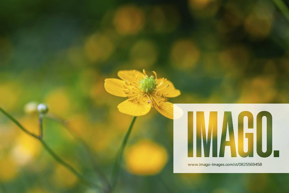 Blumenwiese, scharfer Hahnenfuß, Hahnenfuß (Ranunculus acris), Leoben, Steiermark, Österreich, Europa Flower meadow, Ranunculus acris, Leoben, Styria, Austria, Europe