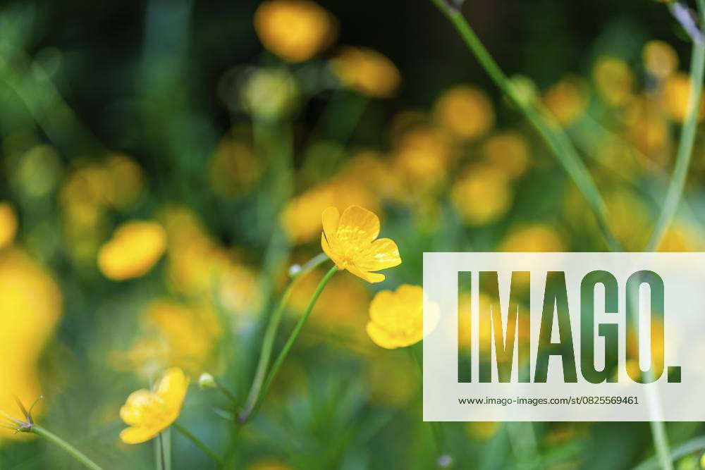 Blumenwiese, scharfer Hahnenfuß, Hahnenfuß (Ranunculus acris), Leoben, Steiermark, Österreich, Europa Flower meadow, Ranunculus acris, Leoben, Styria, Austria, Europe