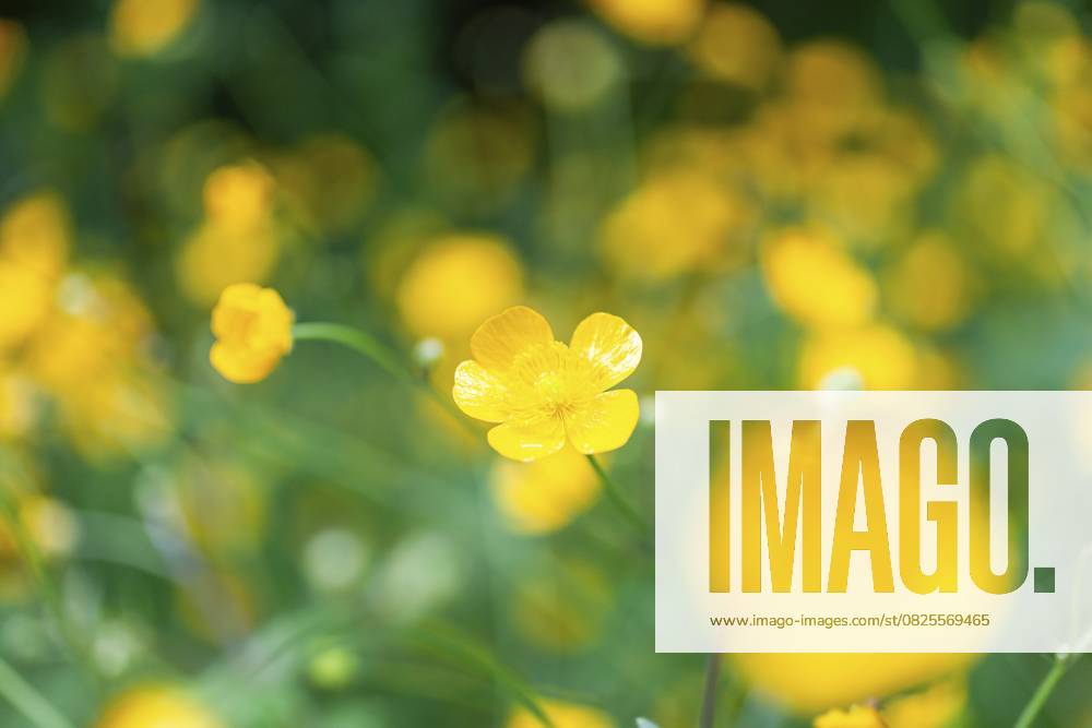 Blumenwiese, scharfer Hahnenfuß, Hahnenfuß (Ranunculus acris), Leoben, Steiermark, Österreich, Europa Flower meadow, Ranunculus acris, Leoben, Styria, Austria, Europe