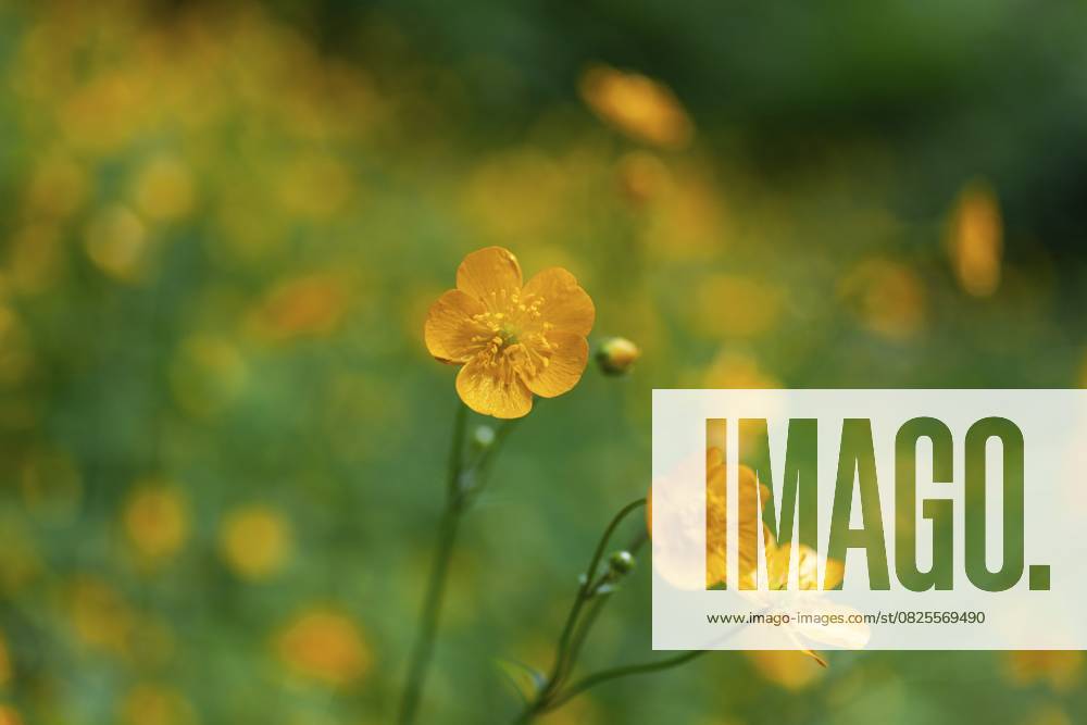 Blumenwiese, scharfer Hahnenfuß, Hahnenfuß (Ranunculus acris), Leoben, Steiermark, Österreich, Europa Flower meadow, Ranunculus acris, Leoben, Styria, Austria, Europe