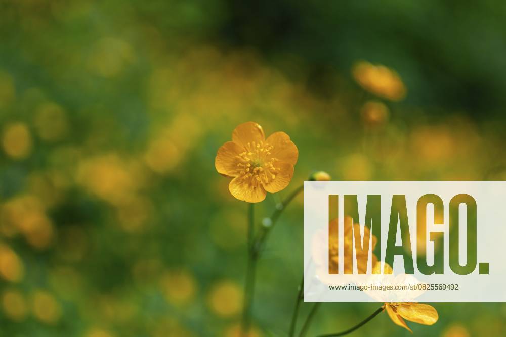 Blumenwiese, scharfer Hahnenfuß, Hahnenfuß (Ranunculus acris), Leoben, Steiermark, Österreich, Europa Flower meadow, Ranunculus acris, Leoben, Styria, Austria, Europe