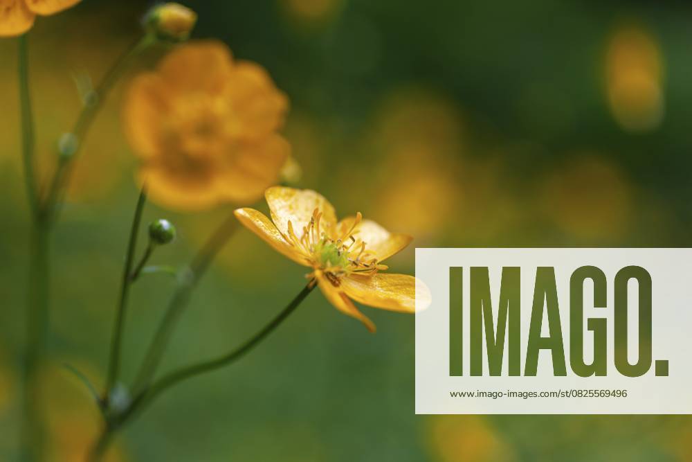Blumenwiese, scharfer Hahnenfuß, Hahnenfuß (Ranunculus acris), Leoben, Steiermark, Österreich, Europa Flower meadow, Ranunculus acris, Leoben, Styria, Austria, Europe