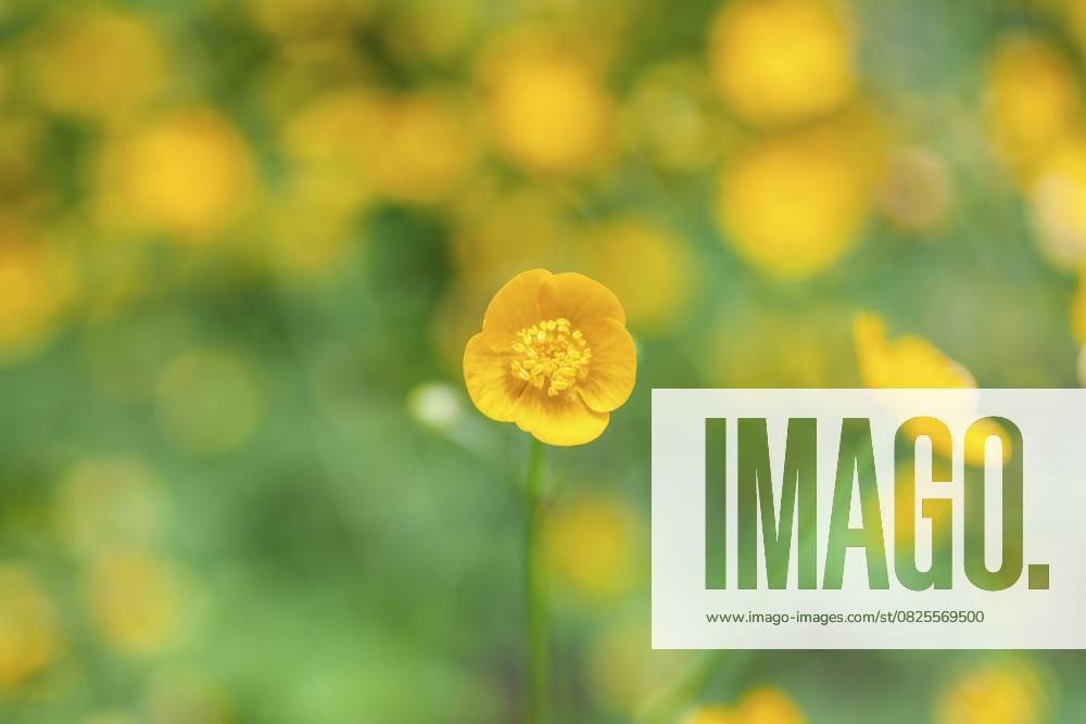 Blumenwiese, scharfer Hahnenfuß, Hahnenfuß (Ranunculus acris), Leoben, Steiermark, Österreich, Europa Flower meadow, Ranunculus acris, Leoben, Styria, Austria, Europe