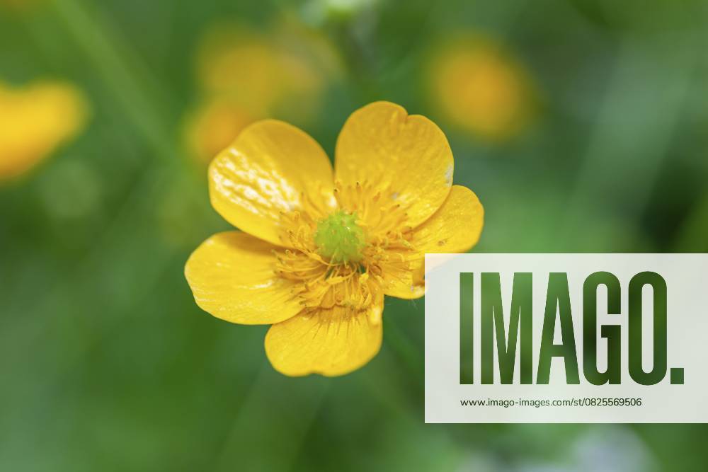 Blumenwiese, scharfer Hahnenfuß, Hahnenfuß (Ranunculus acris), Leoben, Steiermark, Österreich, Europa Flower meadow, Ranunculus acris, Leoben, Styria, Austria, Europe