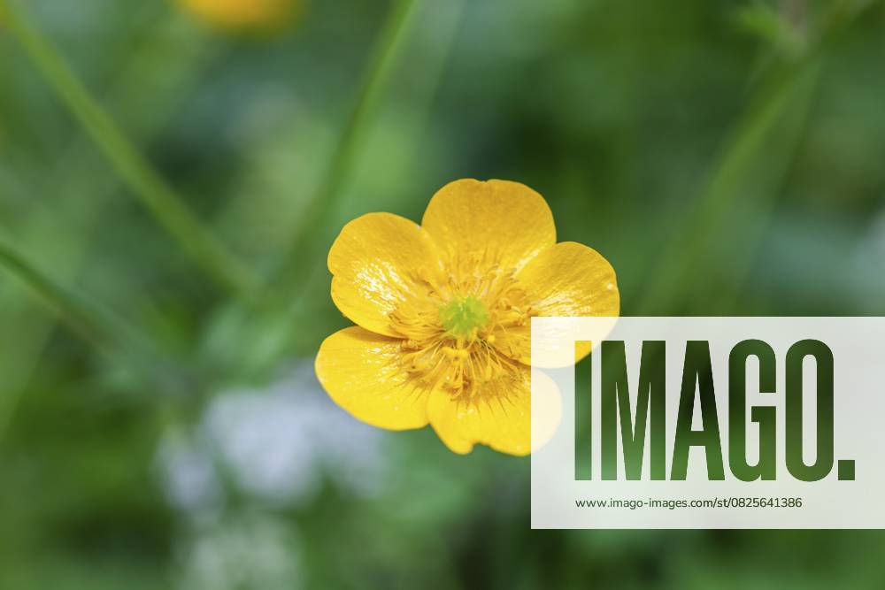 Blumenwiese, scharfer Hahnenfuß, Hahnenfuß (Ranunculus acris), Leoben, Steiermark, Österreich, Europa Flower meadow, Ranunculus acris, Leoben, Styria, Austria, Europe
