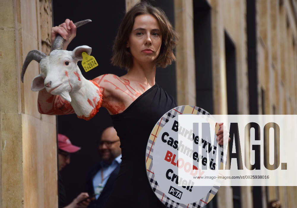 A PETA activist stands with an artificial severed goat head and a sign stating Cashmere is bloody cruel outside the Burberry headquarters at Horseferry House as the fashion grouo holds its Annual General Meeting (AGM). The action is part of the animal rights group s ongoing campaign calling on Burberry to drop cashmere from its products and use vegan fabrics instead. London United Kingdom - ZUMAv130 20250716_zip_v130_012