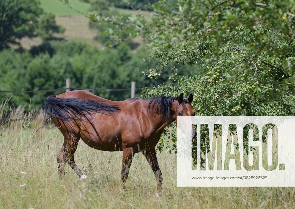 Altwürttemberger Pferd, Pferderasse, Nutztierrasse, Bedrohnt, Seltenheit, Aussterben, Weide, Sommer, Juli, Waldenburg, Naturpark Schwäbisch-Fränkischer Wald, Hohenlohe, Deutschland Old Württemberg horse, horse breed, livestock breed, endangered, rarity, extinction, pasture, summer, July, Waldenburg, Swabian-Franconian Forest nature park Park, Hohenlohe, Germany