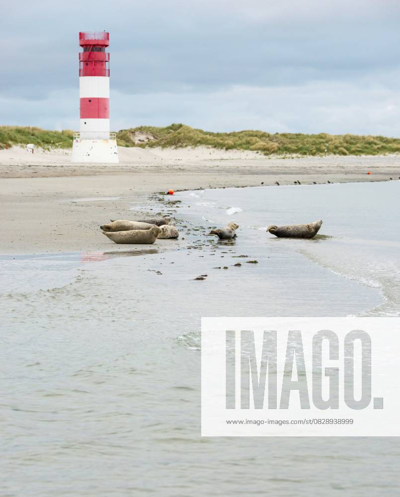 Mehrere Seehunde (Phoca vitulina), Robben, Gruppe, ruhen bei Ebbe am Rand des Wassers, Ufer, Spülsaum, breiter Sandstrand vor dem rot und weiß gestreiften Leuchtturm Helgoland Düne (Oberfeuer), kleine Wellen spülen an den menschenleeren, hellen Strand, ruhiges Meer am Abend, im Hintergrund Weißdünen, Sanddünen mit Bewuchs, wenig Brandung, bedeckter Himmel, niemand, maritime Landschaft, Gelassenheit, Entspannung, Insel Düne, Helgoland, Schleswig-Holstein, Nordsee, Deutschland Several harbour seals (Phoca vitulina), seals, group, resting at low tide at the edge of the water, shore, sandy beach in front of the red and white striped lighthouse Helgoland Düne (rear light), small waves wash on the deserted, bright beach, calm sea in the eveni