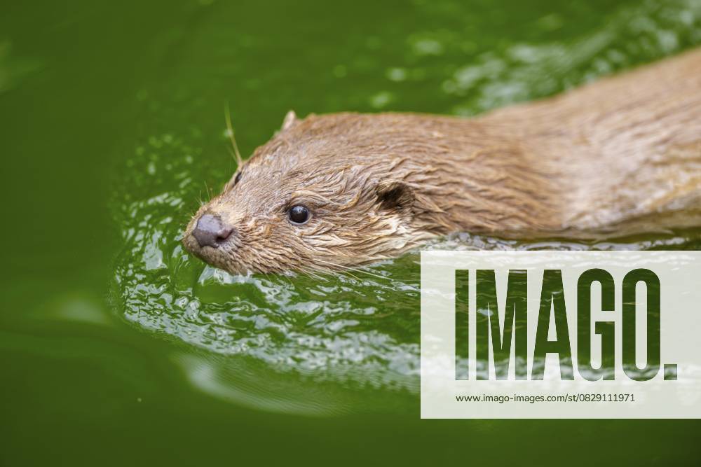 Fischotter (Lutra lutra) schwimmt im Wasser, Bayern, Deutschland Eurasian otter (Lutra lutra) swimming in the water, Bavaria, Germany