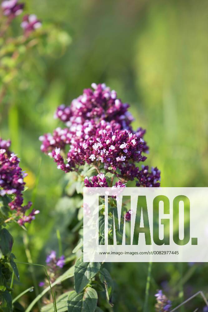 Gemeiner Dost, Scharfer Oreganum, Wilder Majoran, Oregano, Echter Dost (Origanum vulgare), bluehend, Deutschland wild origanum, wild marjoram (Origanum vulgare), blooming, Germany BLWS480490