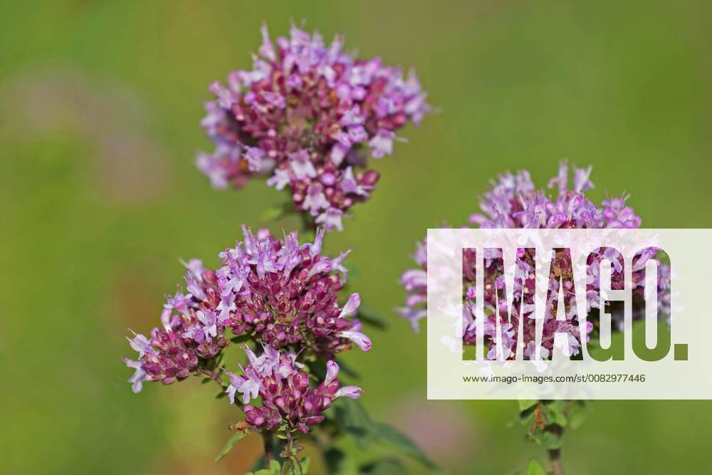 Gemeiner Dost, Scharfer Oreganum, Wilder Majoran, Oregano, Echter Dost (Origanum vulgare), bluehend, Deutschland wild origanum, wild marjoram (Origanum vulgare), blooming, Germany BLWS480491