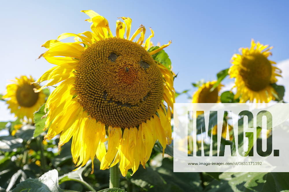 RUSSIA, NOVOSIBIRSK REGION - AUGUST 22, 2025: A view of a sunflower in a field of Granum in the Suzun District. Kirill Kukhmar TASS 83315954