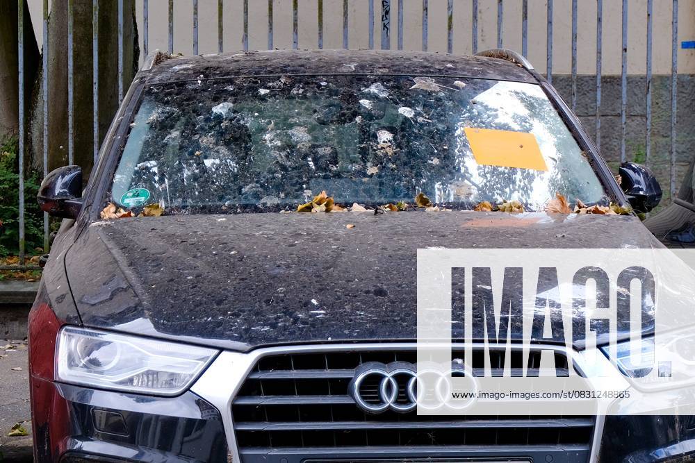 Düsseldorf 23.08.2025 Taubendreck Vogeldreck Taubenkot Vogelkot Vogelkacke Taubenkacke Baumparker Parken unter Baum Autolack Lack KFZ Auto PKW Autowäsche Waschanlage Reinigung Lackschaden Autoversicherung KFZ-Versicherung Kaskoversicherung Vollkasko Teilkasko Lackschaden Audi Düsseldorf Nordrhein-Westfalen Deutschland