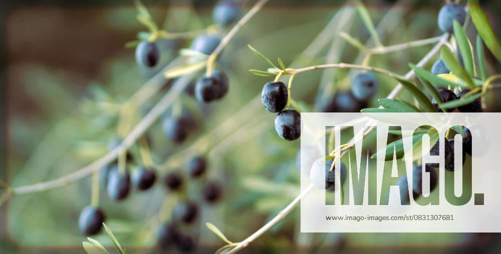 Branch with juicy olives in the garden. Olive branch in a farm garden closeup view with soft background, harvesting olives., 63750524.jpg RECORD DATE NOT STATED