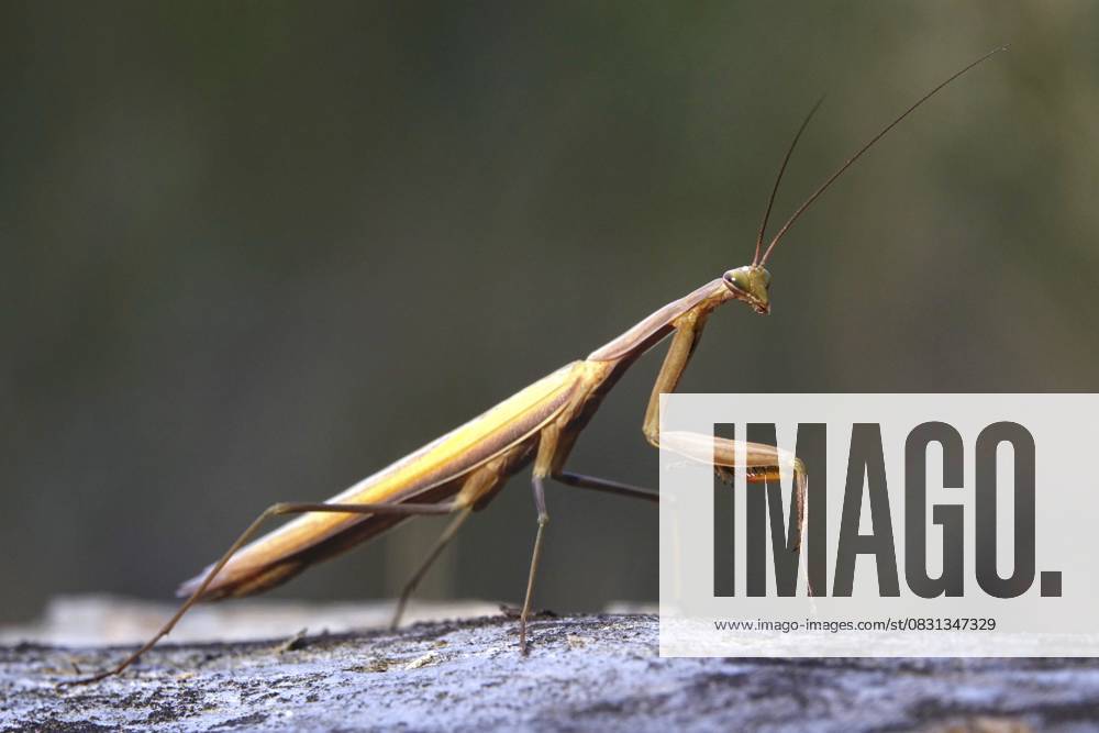 Gottesanbeterin, August, Sachsen, Deutschland Praying mantis, August, Saxony, Germany