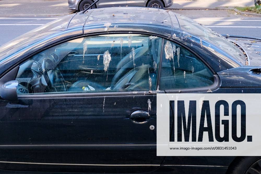 Düsseldorf 25.08.2025 Taubendreck Vogeldreck Taubenkot Vogelkot Vogelkacke Taubenkacke Baumparker Parken unter Baum Autolack Lack KFZ Auto PKW Autowäsche Waschanlage Reinigung Lackschaden Autoversicherung KFZ-Versicherung Kaskoversicherung Vollkasko Teilkasko Lackschaden Düsseldorf Nordrhein-Westfalen Deutschland