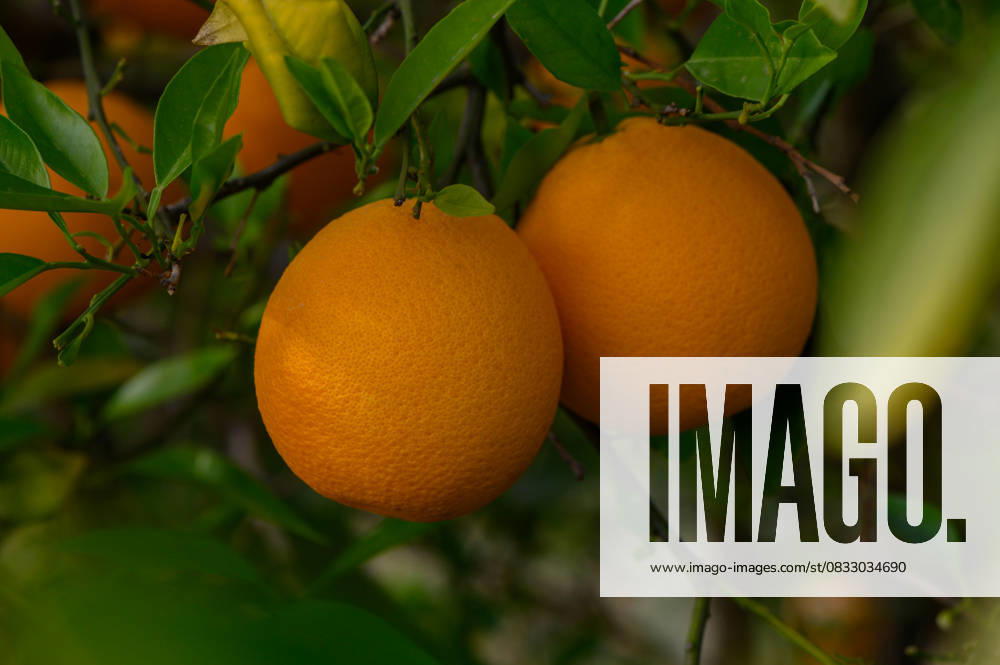 Bright, ripe oranges hang from verdant branches in a sunlit orchard during the peak of harvest season Lush green foliage surrounds vibrant oranges, perfectly ripened and ready for harvest. Sunlight filters through the leaves, illuminating this bountiful display in a serene orchard., 96257770.jpg RECORD DATE NOT STATED