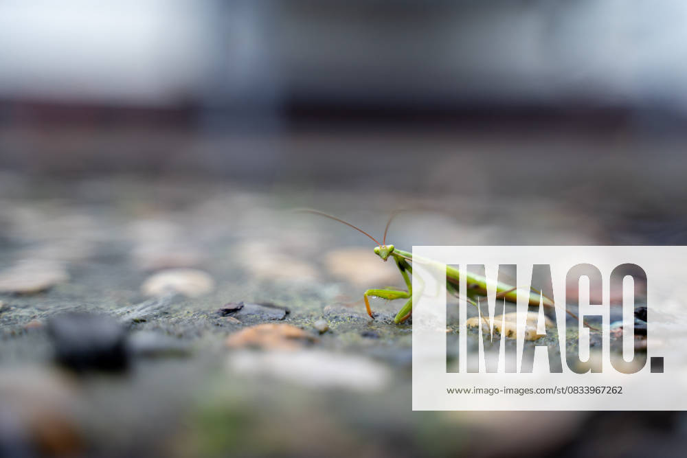 Themenbild - Eine Gottesanbeterin (Mantis religiosa) sitzt gut getarnt im Garten., 16.09.2025 Themenbild - Eine Gottesanbeterin (Mantis religiosa) sitzt gut getarnt im Garten., 16.09.2025 Gut getarnt lauert eine Gottesanbeterin (Mantis religiosa) im Garten in Deutschland. Um die Ausbreitung dieser unter Naturschutz stehenden Art zu verfolgen, bittet das Landesamt fuer Umweltschutz um Meldungen von Beobachtungen.